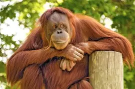 Der Beobachter. Ein Orang-Utan, der die Welt beobachtet