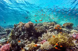 Bunte Korallen und exotische Fische am Boden von