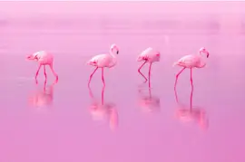 Oiseaux flamants roses à pied sur le lac à la rose