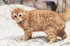 Gato jengibre en la cama