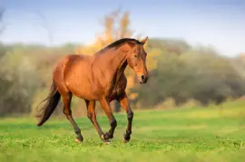 Pferd in Bewegung in der Herbstlandschaft