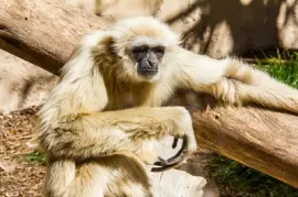 Ein weißhändiger, hylobates lar, gibbon entspannter Sunb