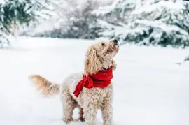 Netter und lustiger kleiner Hund mit rotem Schal, der a spielt