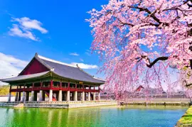 Vista das lindas flores de cerejeira ao lado de a la