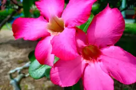 Composição de flores rosa para o Dia dos Namorados - imag