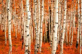 Color de otoño en un glade de Aspen, Utah, EE.