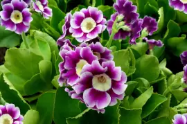 Гроздено растение вечерна иглика (primula vulgaris) pu