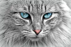 פאזל של חתול אפור