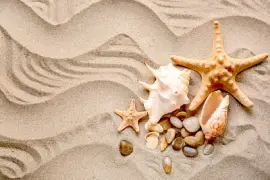 Muscheln und Seesterne