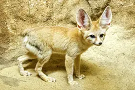 Fennec Fox (2015)