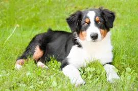 Портрет на сладко куче на открито