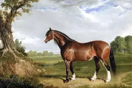 Ein Clydesdale-Hengst-Gemälde