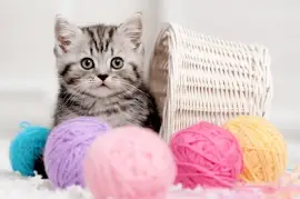 A Kitten You Gonna Love jigsaw puzzle