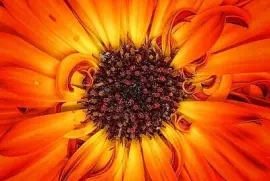 Kwiat Ognia (William Hulbert)