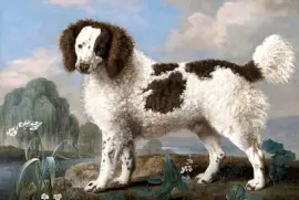 Brown and White Water Spaniel (1778)  jigsaw puzzle