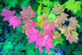 Rebe Ahorn im Herbst