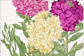 股票花卉木版畫