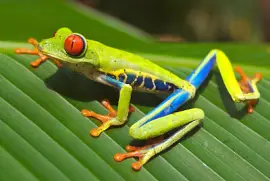 Rotäugiger Laubfrosch