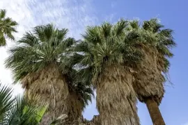 Palmier éventail de Californie