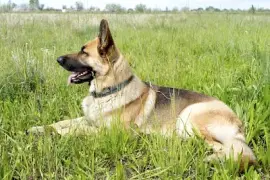 Deutscher Schäferhund ruht auf dem Feld