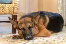 Der Kommandant schläft in der Nähe, während Joe Biden