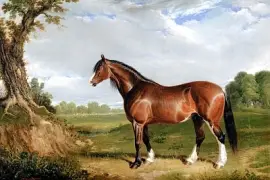 Ein Clydesdale-Hengst (1820)