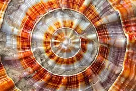 Coquille De Bonnet Scotch