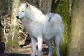 Einsamer Wolf