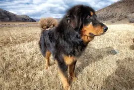 Куче в полето