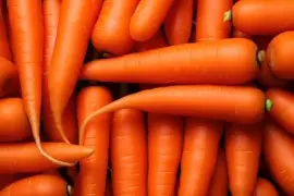 Des carottes pour tous 