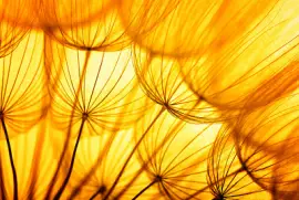 Pomarańczowy mniszek lekarski