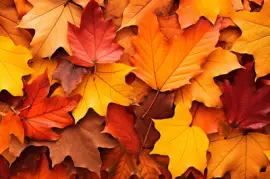 Feuilles d'automne croquantes