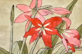 Amaryllis (1915)