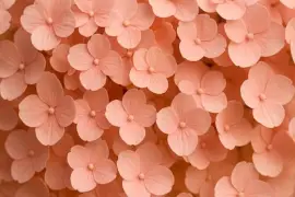 Persikahortensia-blad