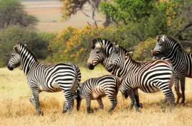 野生動物園動物