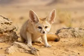 Raposa-do-deserto, animal único de porte médio