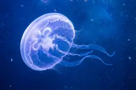 Meduza Niebieskie Światło