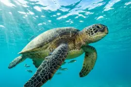 Gleitende Grüne Meeresschildkröte