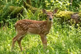 Filhote de veado, animal jovem/bebê único,