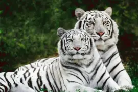 TIGRES BLANCOS
