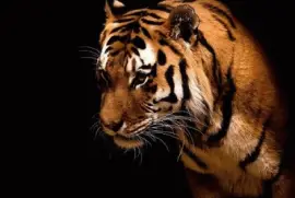 TIGRE