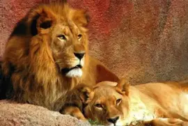 LEONES