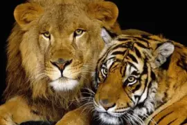 LEON Y TIGRE