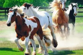 CABALLOS