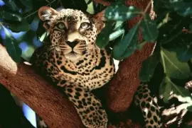 LEOPARDO