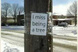 I miss being a tree