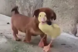 Dog holding Duck