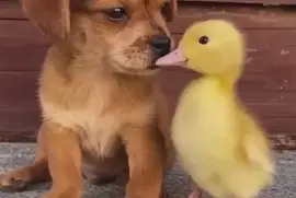 Dog and Duck 1