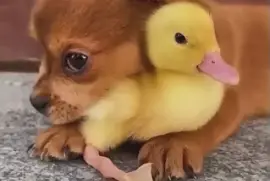 Dog and Duck 2