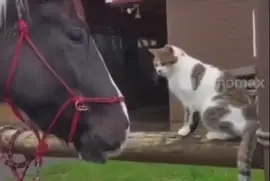 Cat and Horse 1